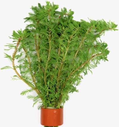 Moerings Myriophyllum Brasiliensis | Braziliaans vederkruid | in Terracotta Ring