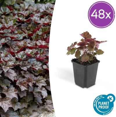 Tuinplantenshop.com | Heuchera mic. 'Palace Purple' | 48 stuks - Ø9cm - 10-25cm hoog - Tuinplant