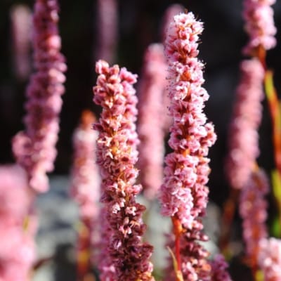 Persicaria affinis Darjeeling Red - Duizendknoop - Vaste planten - Bijen-Vlinders - Snijbloemen - Bodembedekkers - Zomerbollen - Voorjaarsbollen