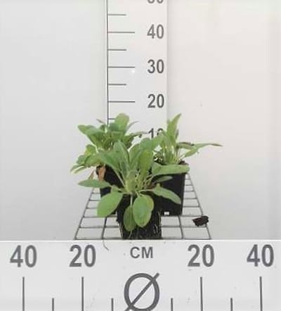 6x Ezelsoor - Stachys byzantina (lanata/olympica) | 9x9 cm pot