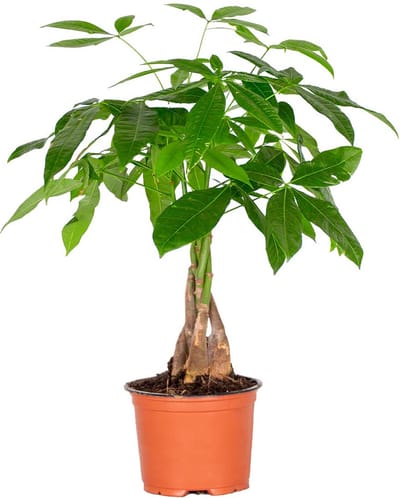 Bloomique - Pachira Aquatica - Geldboom - Watercacao - Kamerplanten - Luchtzuiverend - Hoogte 25-35 cm - Pot 12 cm