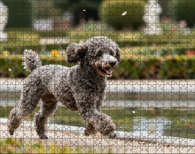 Puzzel Poedel in een Botanische tuin | 500 stukjes | Dierenpuzzel | Hondenpuzzel