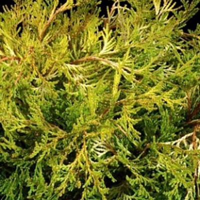 CHAMAECYPARIS OBTUSA 'KAMARACHIBA' - Schijncypres 25-30 cm pot