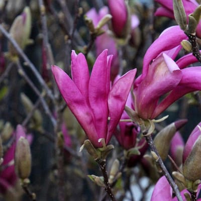 Beverboom - Magnolia 'Susan' 40-60 cm