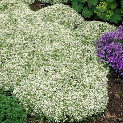 6 x Kruiptijm Wit - Wintergroene Bodembedekker - Thymus praecox 'Albiflorus' in 9x9 pot met hoogte 0-10cm