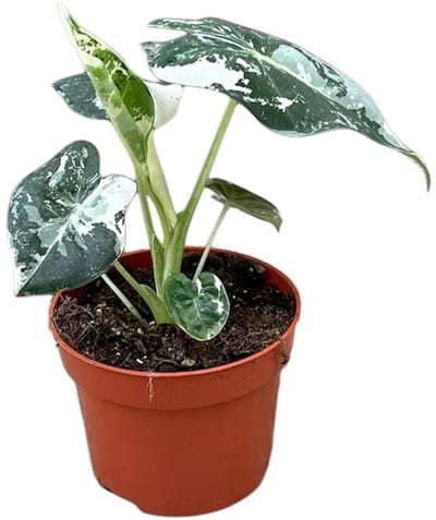 Alocasia Micholitziana Frydek Variegata Kamerplant Potmaat Ø10,5 cm |Vers Van De Kweker
