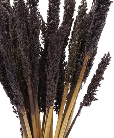 Ancient Wisdom - Buitenspeelvoertuigaccessoire - Bos cantalgras - zwart - kwarts - buiten - spelen - speelgoed - natuur - accessoires