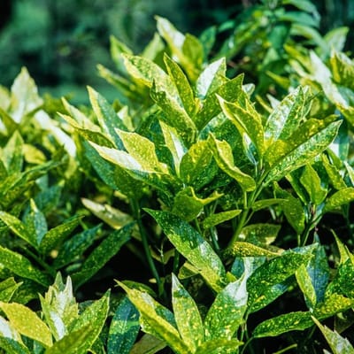 Plants Online BV - Planten - Set van 1 - Japanse broodboom 'Crotonifolia'
