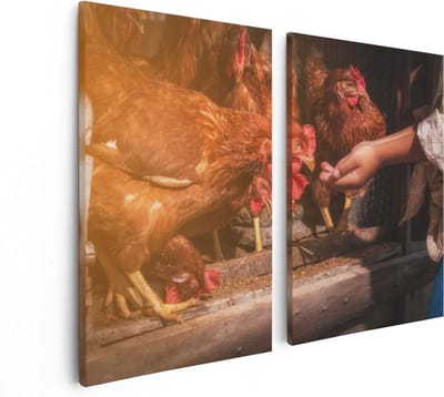 Artaza Canvas Schilderij Tweeluik Kippen Krijgen te Eten - 80x60 - Foto Op Canvas - Canvas Print