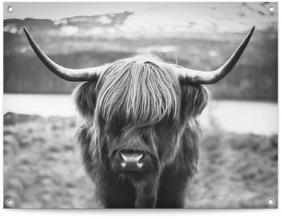 Tuinposter Schotse Hooglander - 60 x 80 - Canvas - REINDERS