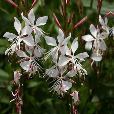 Prachtkaars (Gaura lindh. Whirling Butterflies) - Whirling Butterflies - Gaura lindheimeri - Vaste planten - bloeit in Juli / Augustus / September