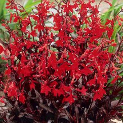 6 x Lobelia 'Queen Victoria' - Prachtlobelia Pot 9x9 cm - Roodbladige Waterplant