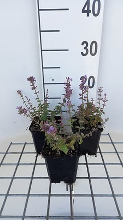 6x Kattekruid - Nepeta hybr. 'Cat's Pajama' | 9x9 cm pot