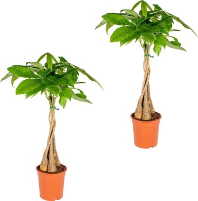 Bloomique - Set van 2 - Pachira Aquatica - Geldboom - Watercacao - Kamerplanten - Luchtzuiverend - Gemakkelijk in onderhoud - Hoogte 60-70 cm - Pot 17 cm