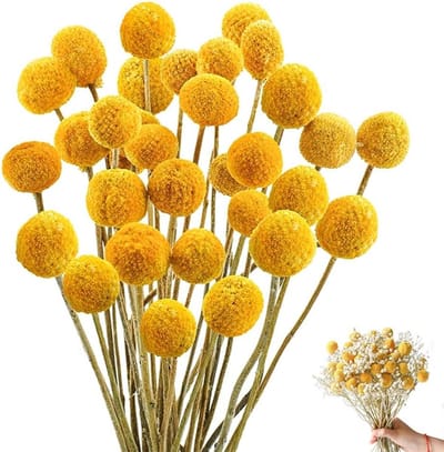 43 cm Gouden Craspedia Bollen, 36 Stuks Gedroogde Bloemen voor DIY Bloemstukken, Bruiloft Decoratie, Thuis Versiering, Hoge Vaas