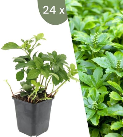 Plants by Frank | 24 Dikkemanskruid planten | Pachysandra terminalis 'Green Carpet' | Winterharde bodembedekker planten | tuinplanten | Winterharde vaste planten meerjarig | Winterharde tuinplanten
