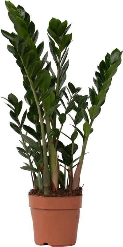 Plant in a Box - Zamioculcas Zamiifolia- ZZ plant - Zeer gemakkelijke te verzorgen groene kamerplant - Glanzende veervormige bladeren - Pot 17cm - Hoogte 55-65cm