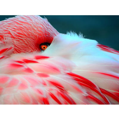 Diamant broderie motif flamant rose perles rondes diamant peinture Animal cristal peinture 20X30CM