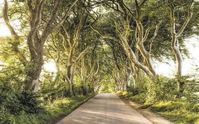 Fotobehang - Golden Hedges 400x250cm - Vliesbehang