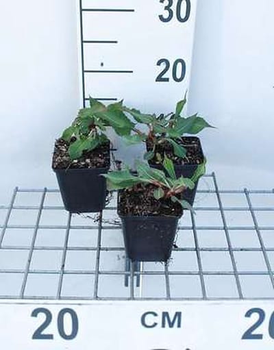 6x Duizenknoop - Persicaria ampl. 'Fat Domino' | 9x9 cm pot