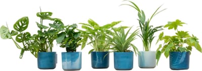 Plantenboetiek.nl | Planten inclusief elho Ocean Round atlantisch blauw | 6 stuks - Ø14cm - 30cm hoog - Kamerplant - Complete set - Plant met pot - Multideal