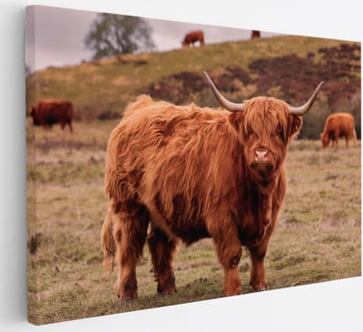Saammp Canvas Schilderij - Schotse Hooglander Koe bij een meer - Dieren - Natuur - 30x20 - Foto op canvas - Wanddecoratie - muurdecoratie Woonkamer - Slaapkamer decoratie - Canvas Print