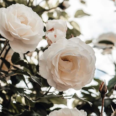 SKYBOTTLE White Rain Perfumed Hand Wash – Vloeibare zeep met een elegante, frisse geur 300 Zeep
