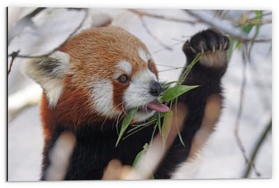 Dibond - Etende Rode Panda - 60x40cm Foto op Aluminium (Wanddecoratie van metaal)