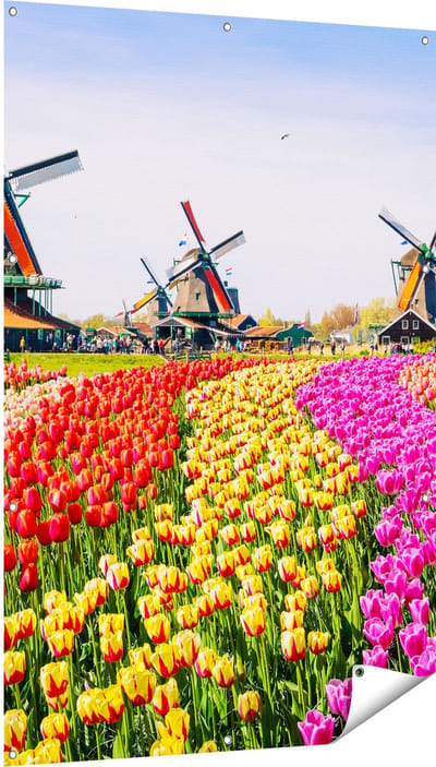 Gards Tuinposter Kleurrijke Tulpen Bloemenveld - Windmolen - 100x150 cm - Tuindoek - Tuindecoratie - Wanddecoratie buiten - Tuinschilderij