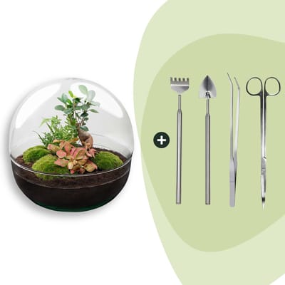 Terrarium - Dome XL bonsai - ↑ 30 cm - Ecosysteem plant - Kamerplanten - DIY planten terrarium - Mini ecosysteem + Hark + Schep + Pincet + Schaar