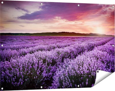 Gards Tuinposter Bloemenveld met Paarse Lavendel - Bloemen - 120x80 cm - Tuindoek - Tuindecoratie - Wanddecoratie buiten - Tuinschilderij
