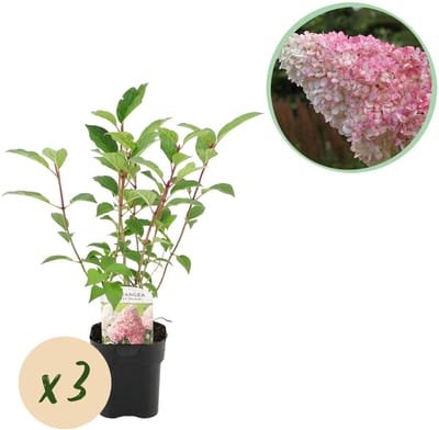 Plantenboetiek.nl | Pluim Hortensia - Hydrangea panniculata Vanille Fraise - Bloem Wit Roze - 3 Planten 1 m2 - Bladverliezend - Grote Bloemen - Ø18cm - 40-50cm hoog - Tuinplant