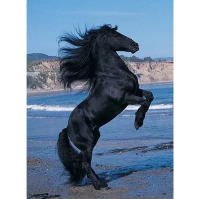 Peinture Diamant 5D DIY Ronde Complète Plage Cheval Noir Broderie Point de Croix 20X30CM black