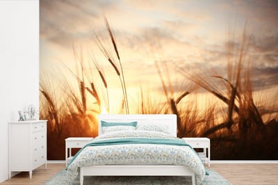 Behang - Fotobehang Riet - Gras - Zonsondergang - Natuur - Horizon - Breedte 525 cm x hoogte 350 cm