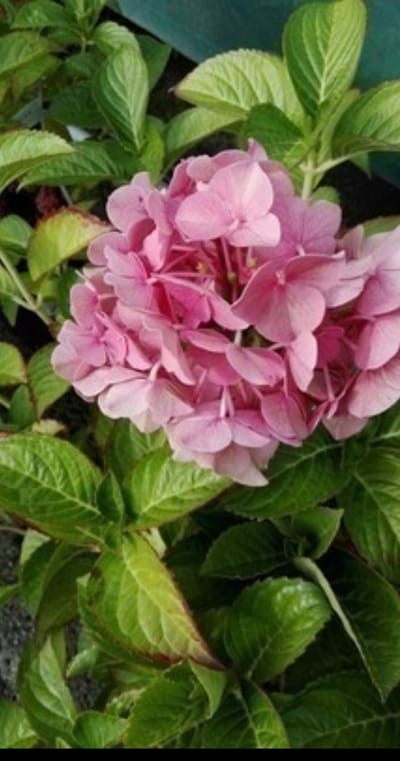 2 x Hydrangea macr. 'Alpenglühen' - Bolhortensia, Boerenhortensia 25- 30 cm in pot