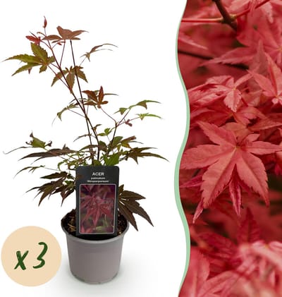 Plantenboetiek.nl | Acer palmatum Atropurpureum - Paars - 3 Planten - Blad verliezend - Weinig Onderhoud - Ø12cm - 25-35cm hoog - Tuinplant