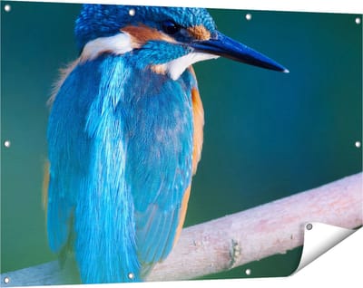 Gards Tuinposter Blauwe IJsvogel op een Tak - 120x80 cm - Tuindoek - Tuindecoratie - Wanddecoratie buiten - Tuinschilderij