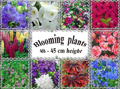 Bloemen Zaden - Eenjarige Planten - Tuin Decoratie - Langdurige Bloei - 40-45 cm Hoog