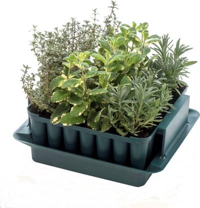 Zaaibakje voor 49 plantjes