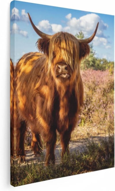 Artaza Canvas Schilderij Hooglander - 30x40 cm - Klein - Muurdecoratie Heide - Wanddecoratie Woonkamer - Kamer Accessoires