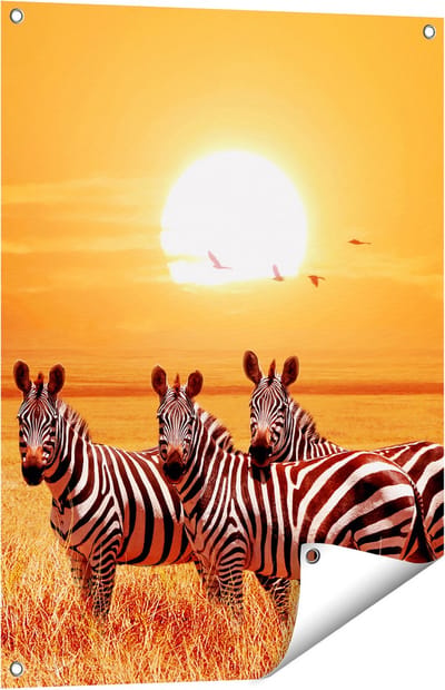 Gards Tuinposter Drie Zebra's bij Zonsondergang - 60x80 cm - Tuindoek - Tuindecoratie - Wanddecoratie buiten - Tuinschilderij
