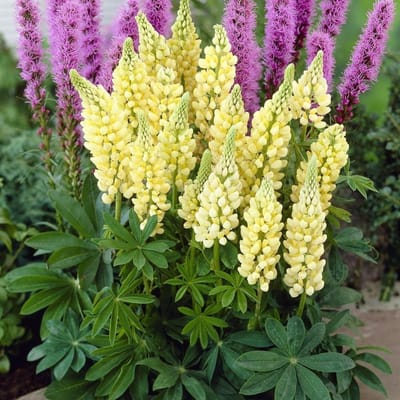 12 x Gele Lupine Gallery Yellow - Bloeiende Tuinplant Winterhard - Lupinus 'Gallery Yellow' in 9x9cm pot met hoogte 0-10cm