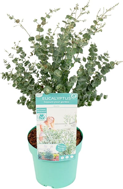 Bloomique - Eucalyptus Gunnii Azura - Eucalyptus Plant - Tuinplanten - Winterhard - Hoogte 40-60 cm - Pot 19 cm