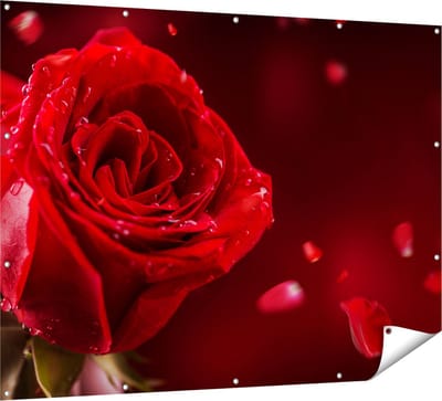 Gards Tuinposter Romantische Rode Roos - 160x120 cm - Tuindoek - Tuindecoratie - Wanddecoratie buiten - Tuinschilderij