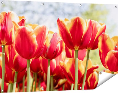 Gards Tuinposter Oranje Rode Tulpen - 120x80 cm - Tuindoek - Tuindecoratie - Wanddecoratie buiten - Tuinschilderij
