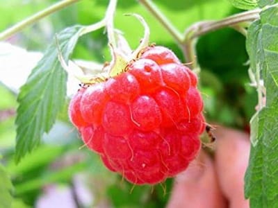 Frambozenplant - Fruitstruik - Eigen Fruit Kweken - Grote Sappige Vruchten - 30 Centimeter - Groen
