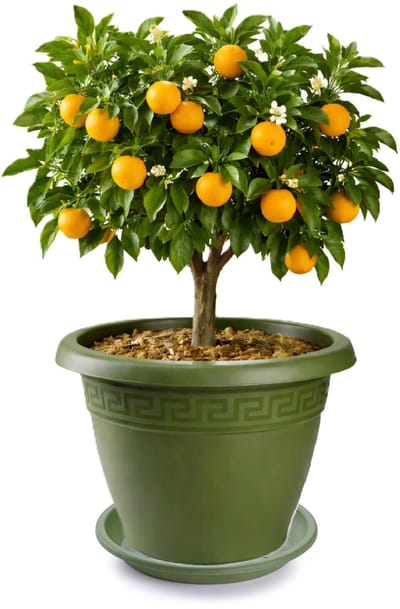 Plasticforte plantenpot met opvang schaal - donkergroen - rond - D50 x H40 cm - kunststof - buiten - tuin - bloempot