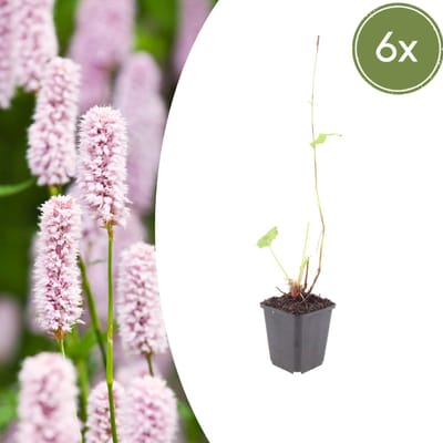 Tuinplantenshop.com | Persicaria bistorta | 6 stuks - Ø9cm - 10-25cm hoog - Tuinplant
