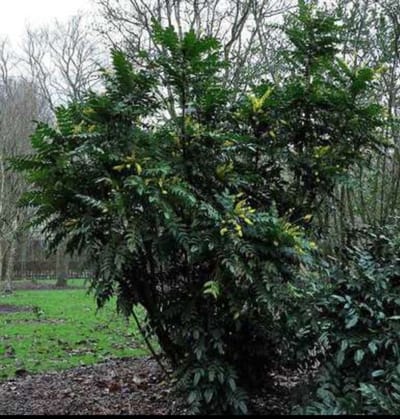 Mahonia media 'Winter Sun' - Mahoniestruik, Druifstruik 30- 40 cm in pot