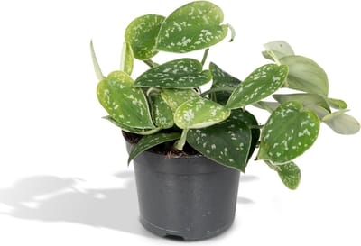 Scindapsus Pictus - Epipremnum - 15cm - Ø12